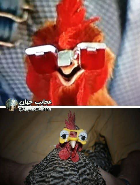 مرغ ها به طور طبیعی همنوع خوار هستند