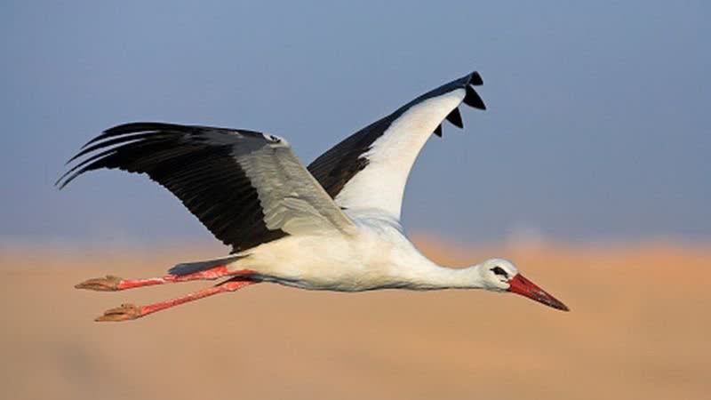 لک لک سفید، و سیم کارت
