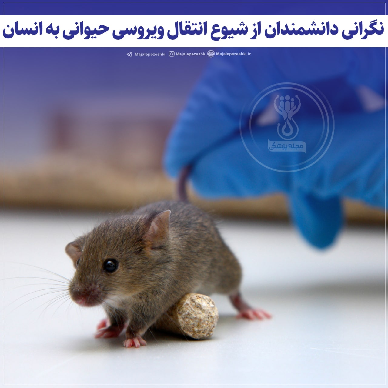 شیوع انتقال ویروسی حیوانی