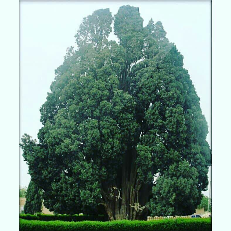 سرو کهنسال ابرکوه