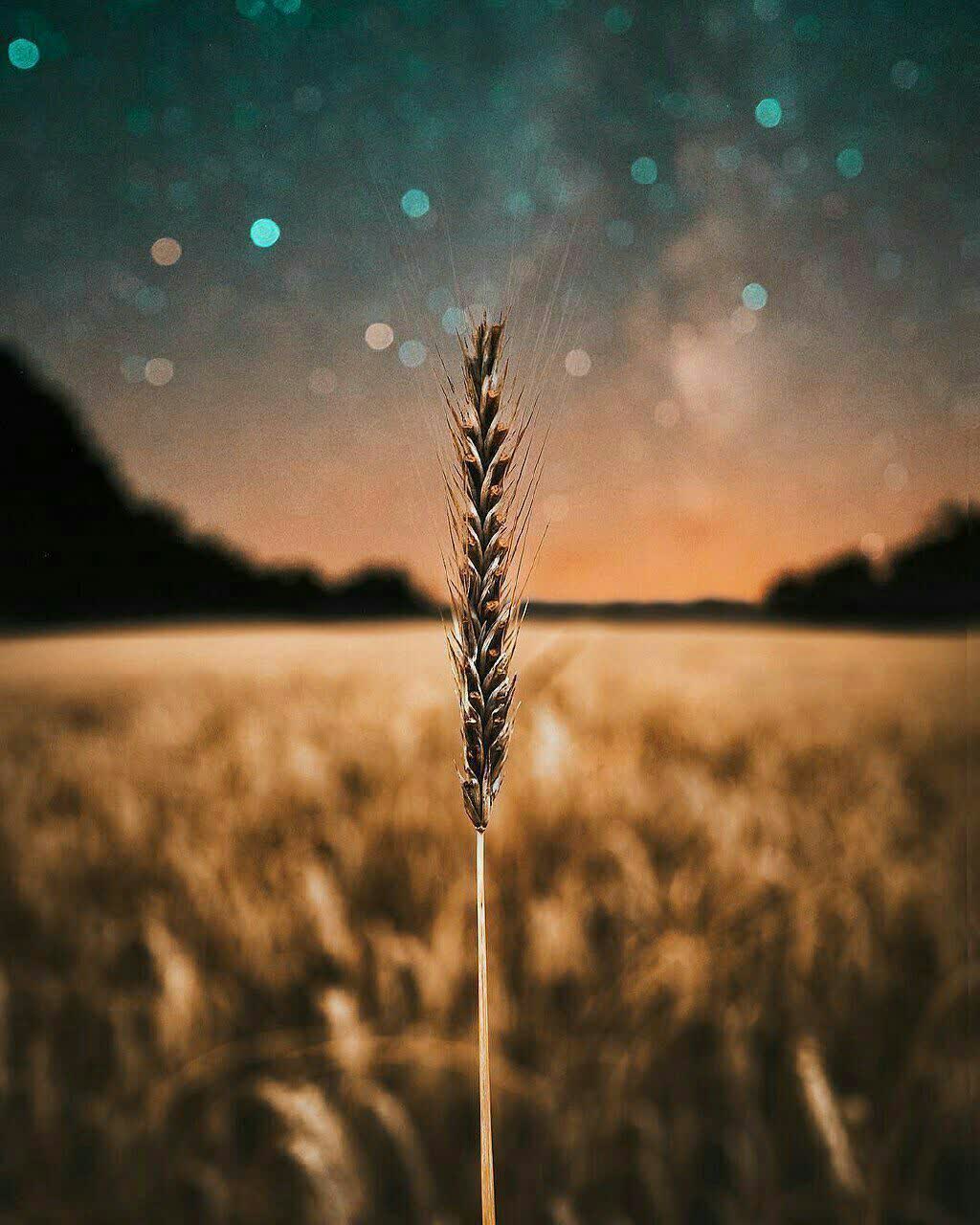 ترس
