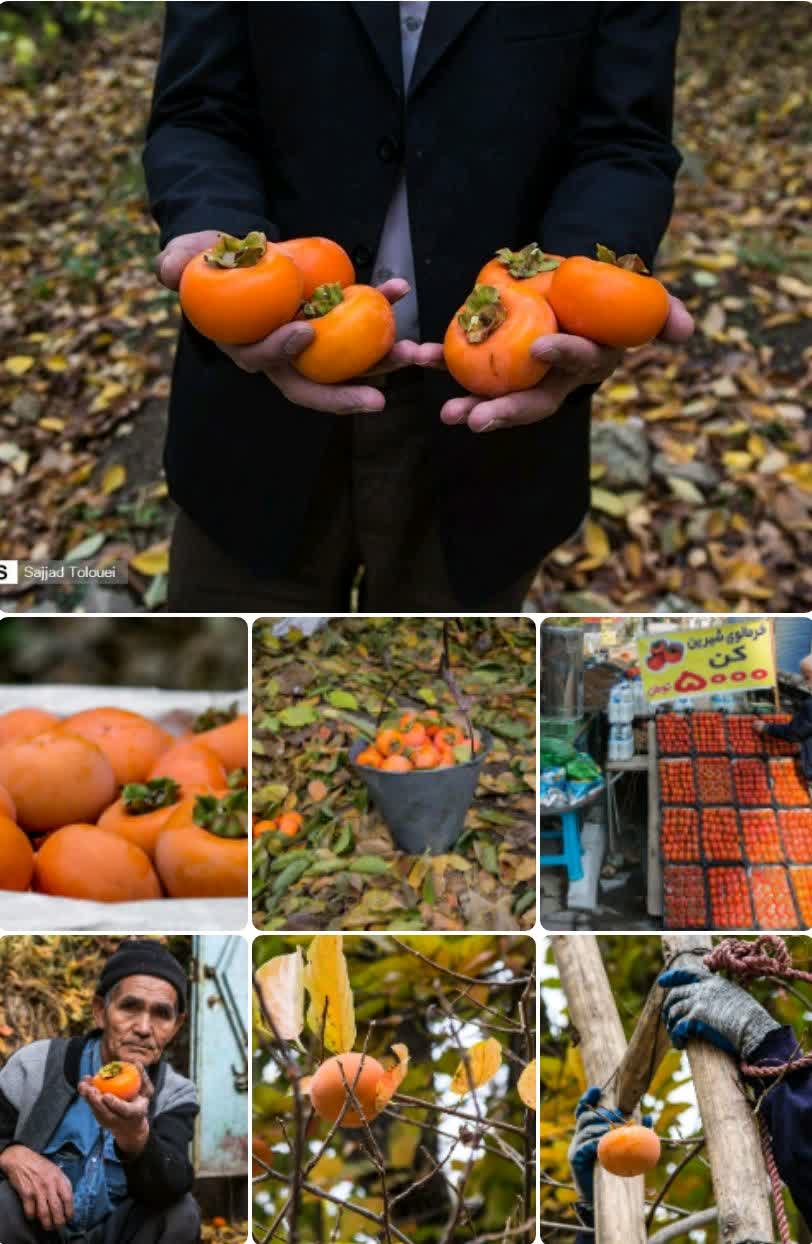 خرمالو کَن