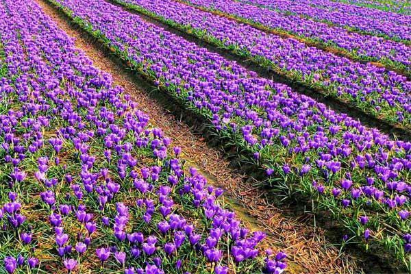 رشد ۴۰ درصدی صادرات طلای سرخ