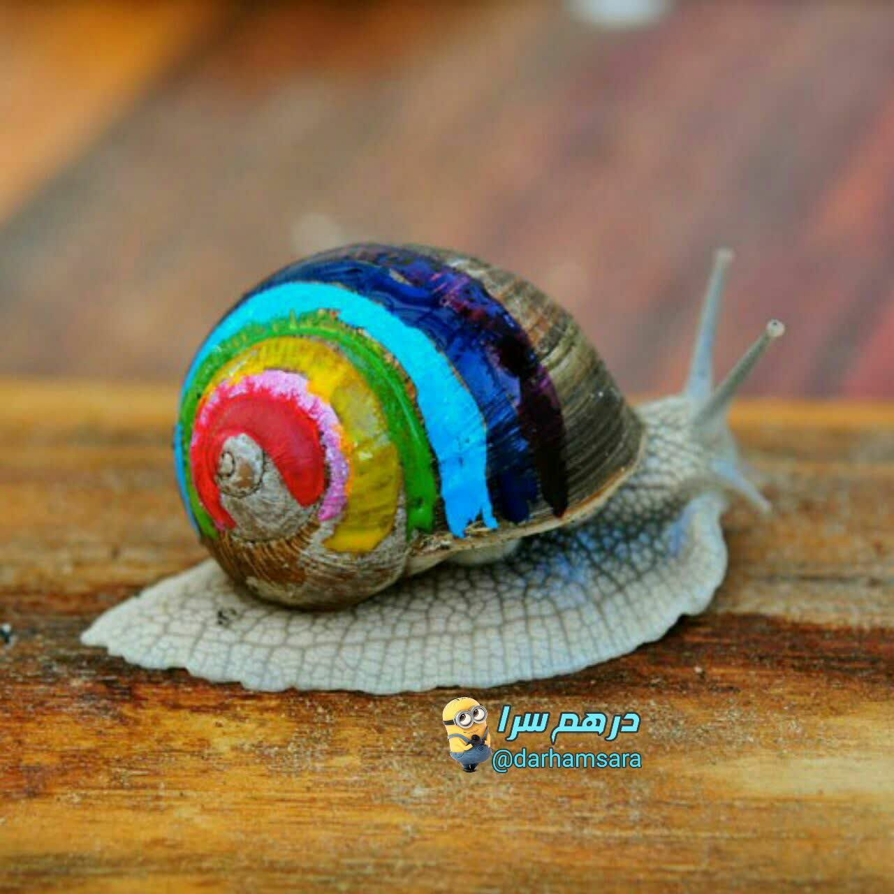 حلزون یک چشم خود را از دست بدهد