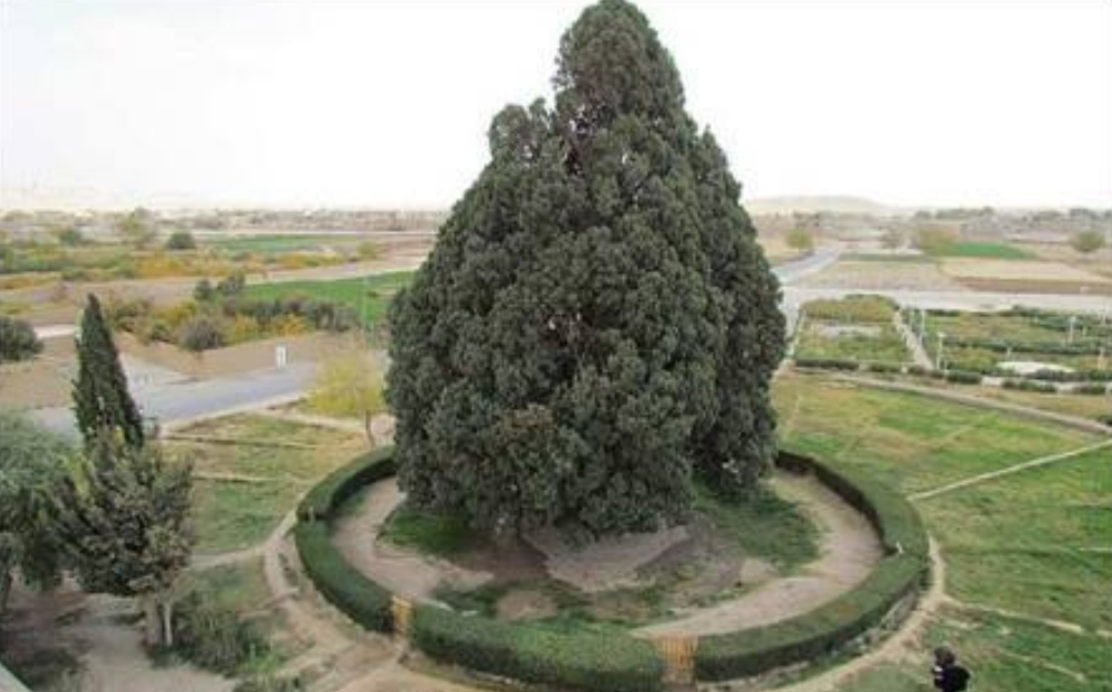 کهنسال ترین درخت سرو جهان