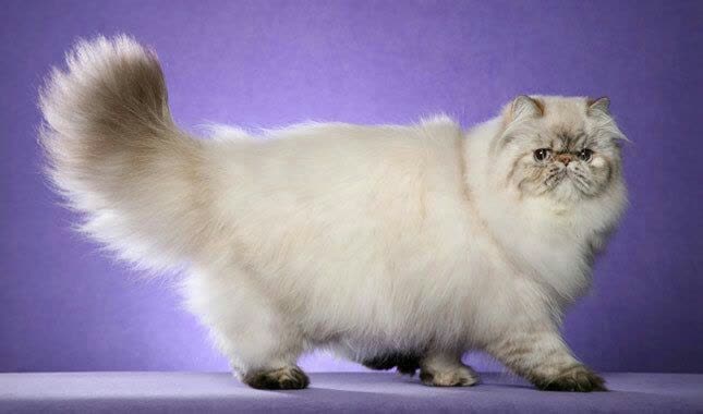 گربه‌ی ایرانی معروف به «Persian Cat»