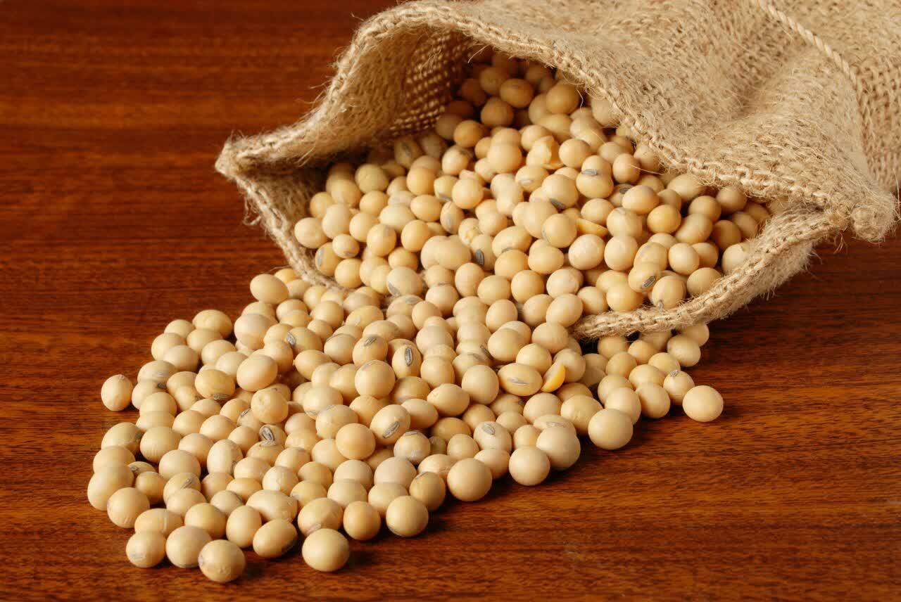 سویا دارای چربی کمی است