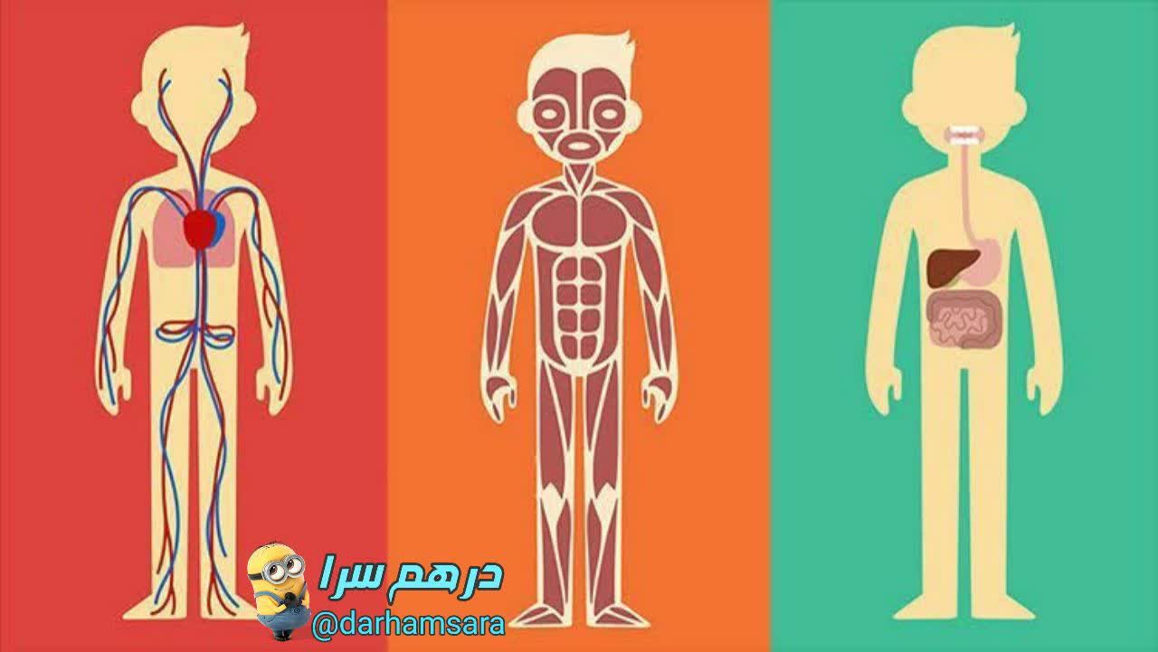 چند حقیقت جالب در مورد بدن