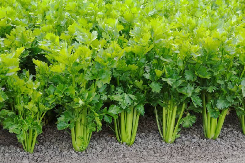 خواص کرفس برای کلیه