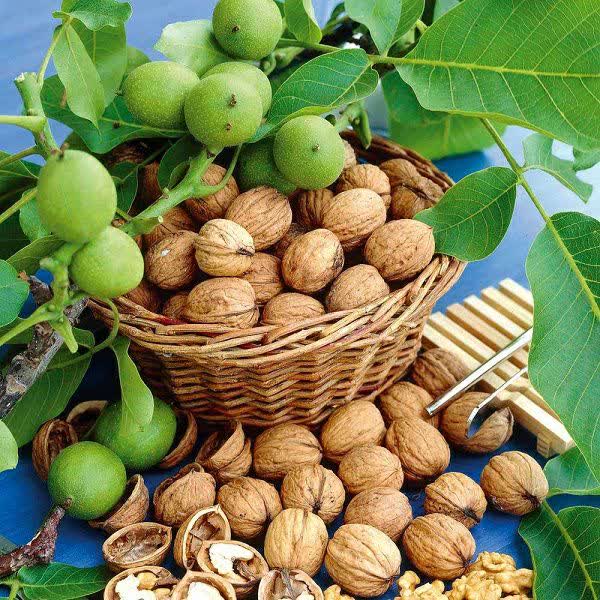 گردو در وعده صبحانه