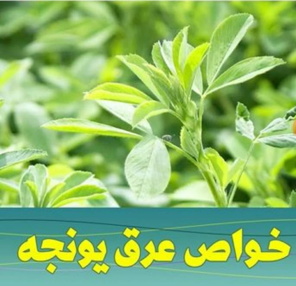 خواص عرق یونجه