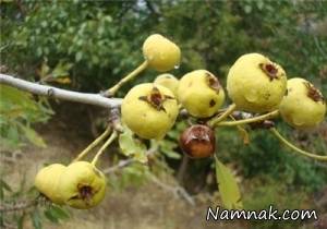 آشنایی با خواص میوه گلابی وحشی