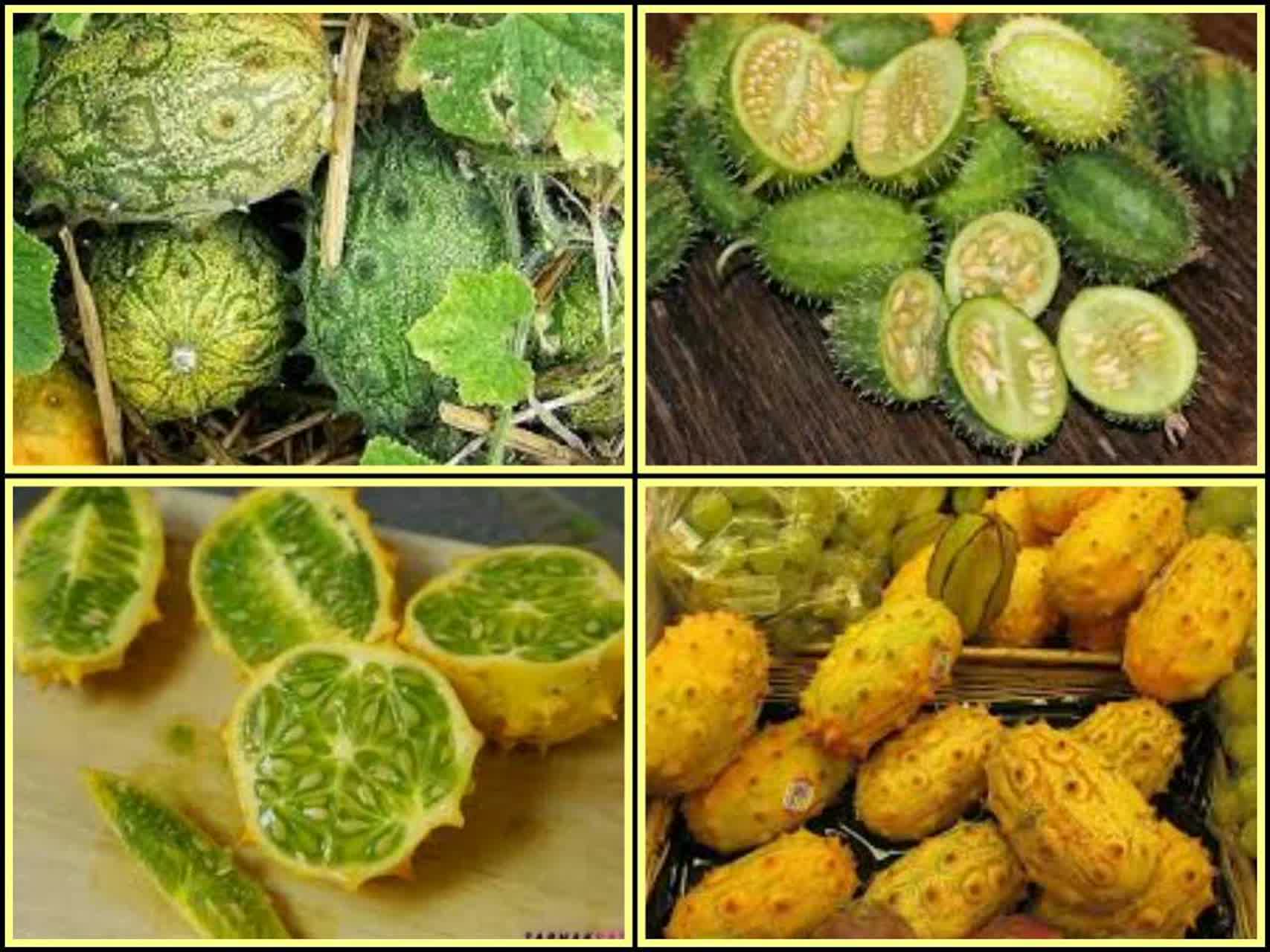 خربزه شاخدار یا خیار آفریقایی