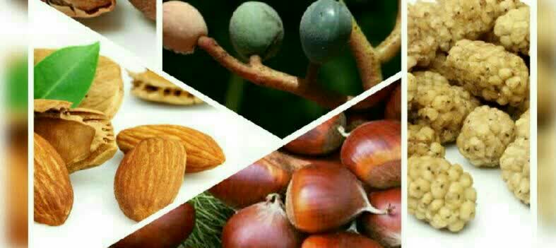 معجون تقویت کلیه