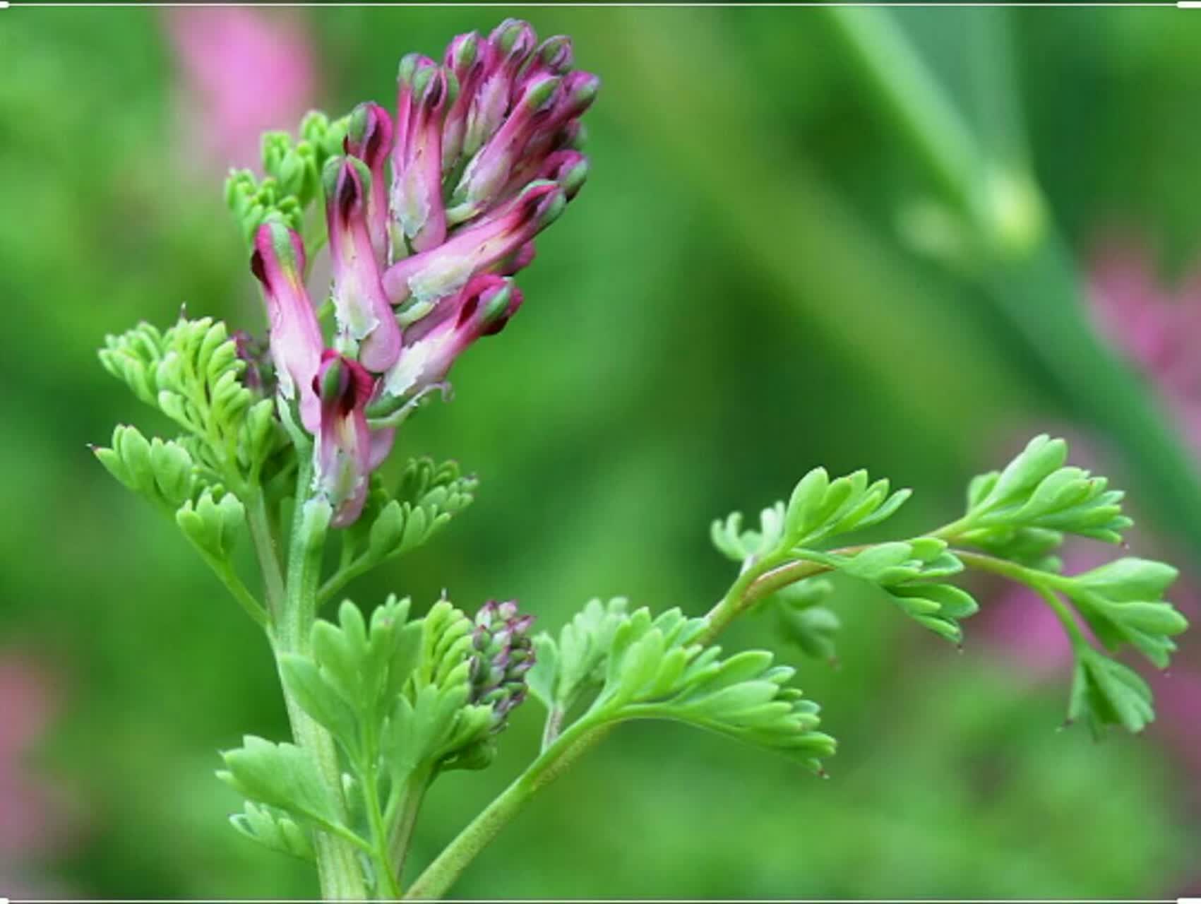 شاهتره یک پاک کننده ای عالی برای کبد