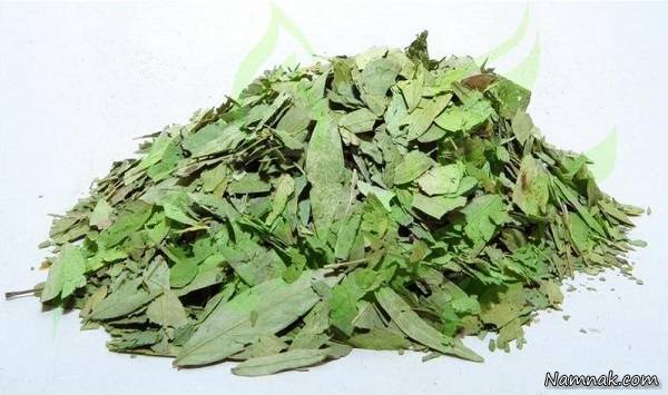 خواص برگ سنا برای لاغری