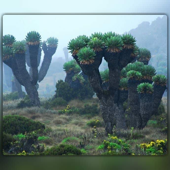 درختان جالب با نام گراندسل