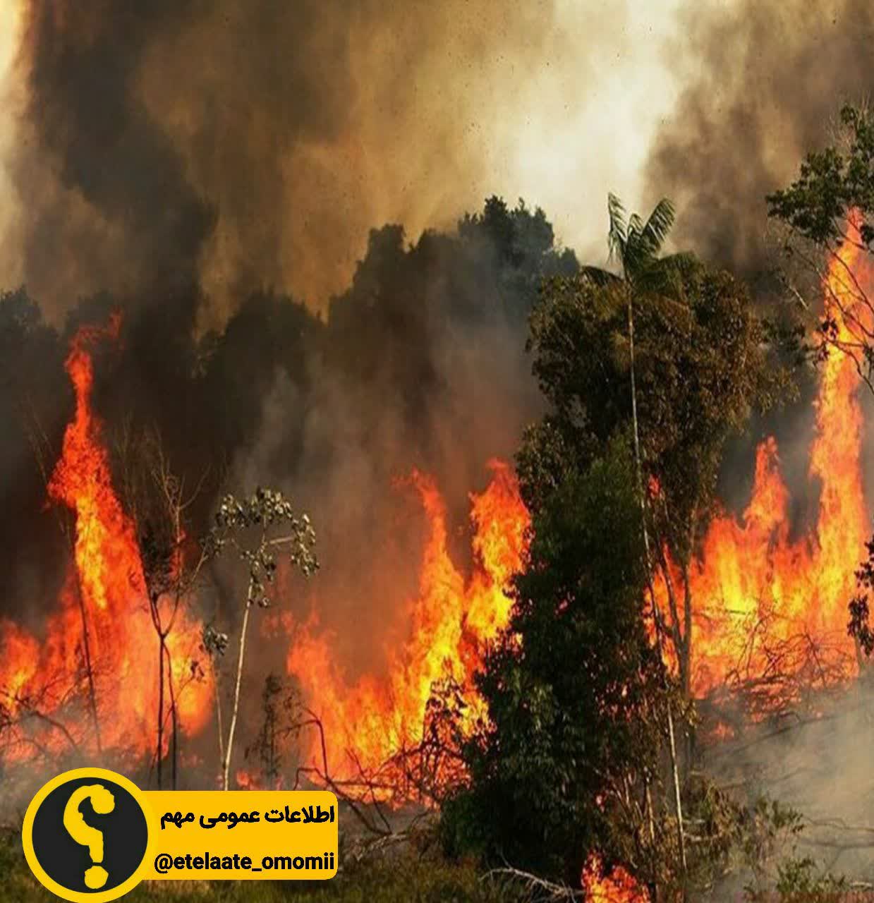 درختان بلوط زاگرس