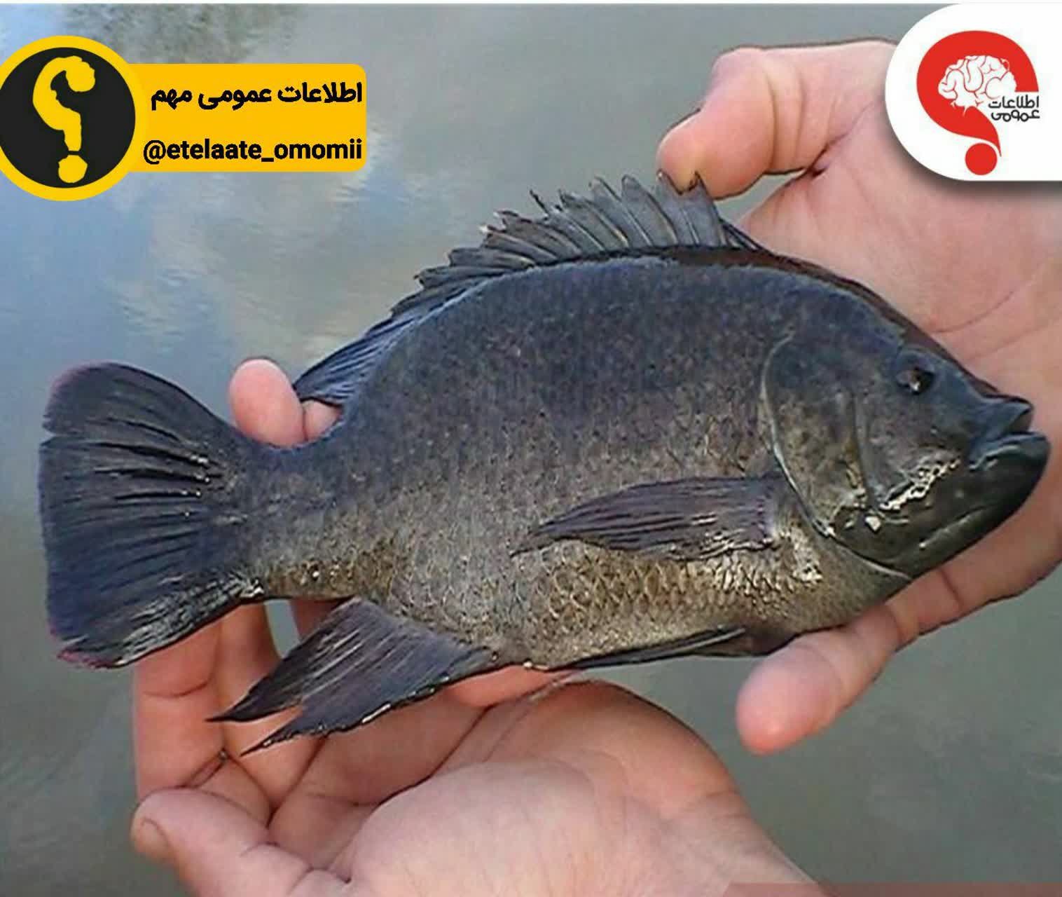 این ماهی را چرا نخوریم ؟