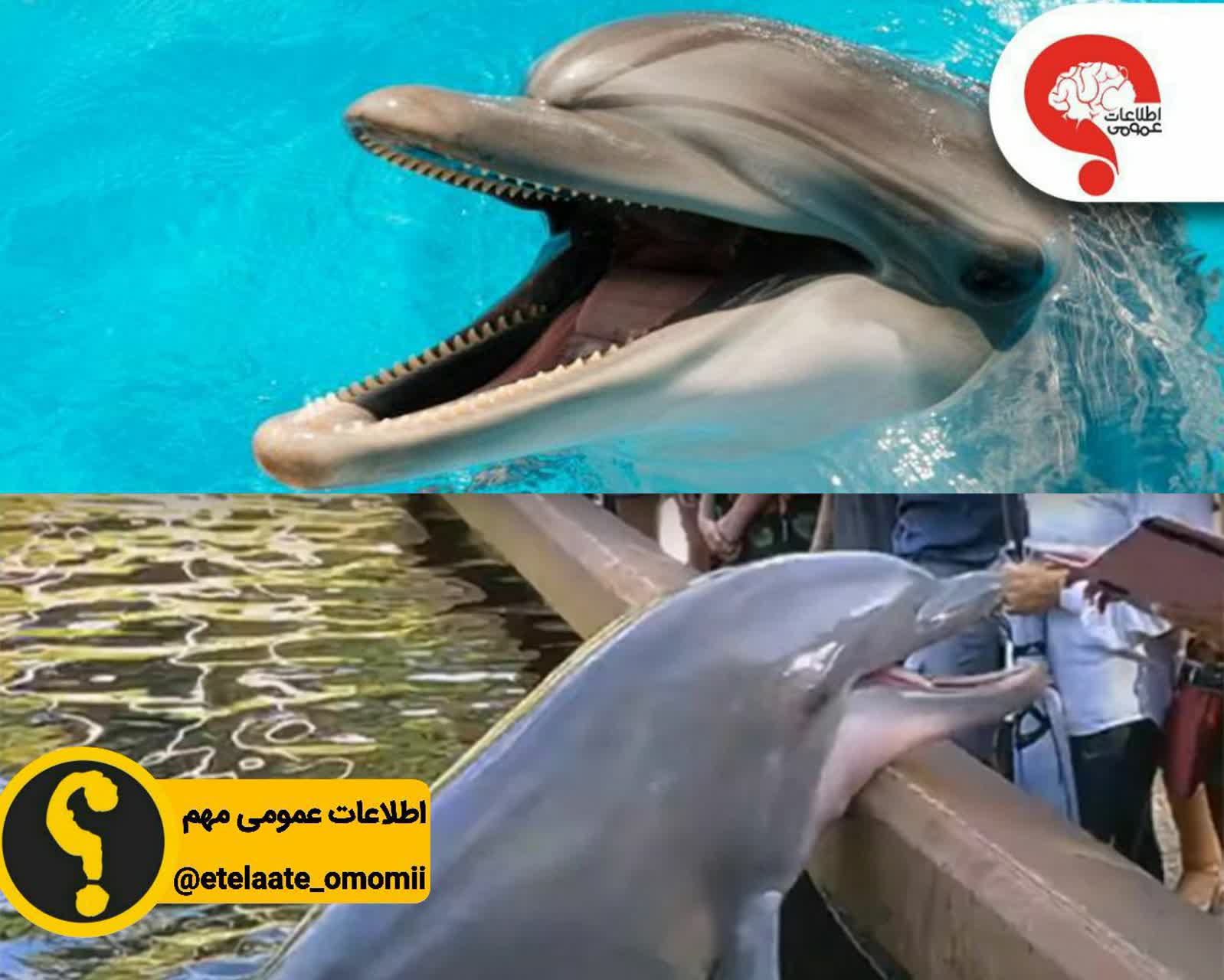 دندان های دلفین