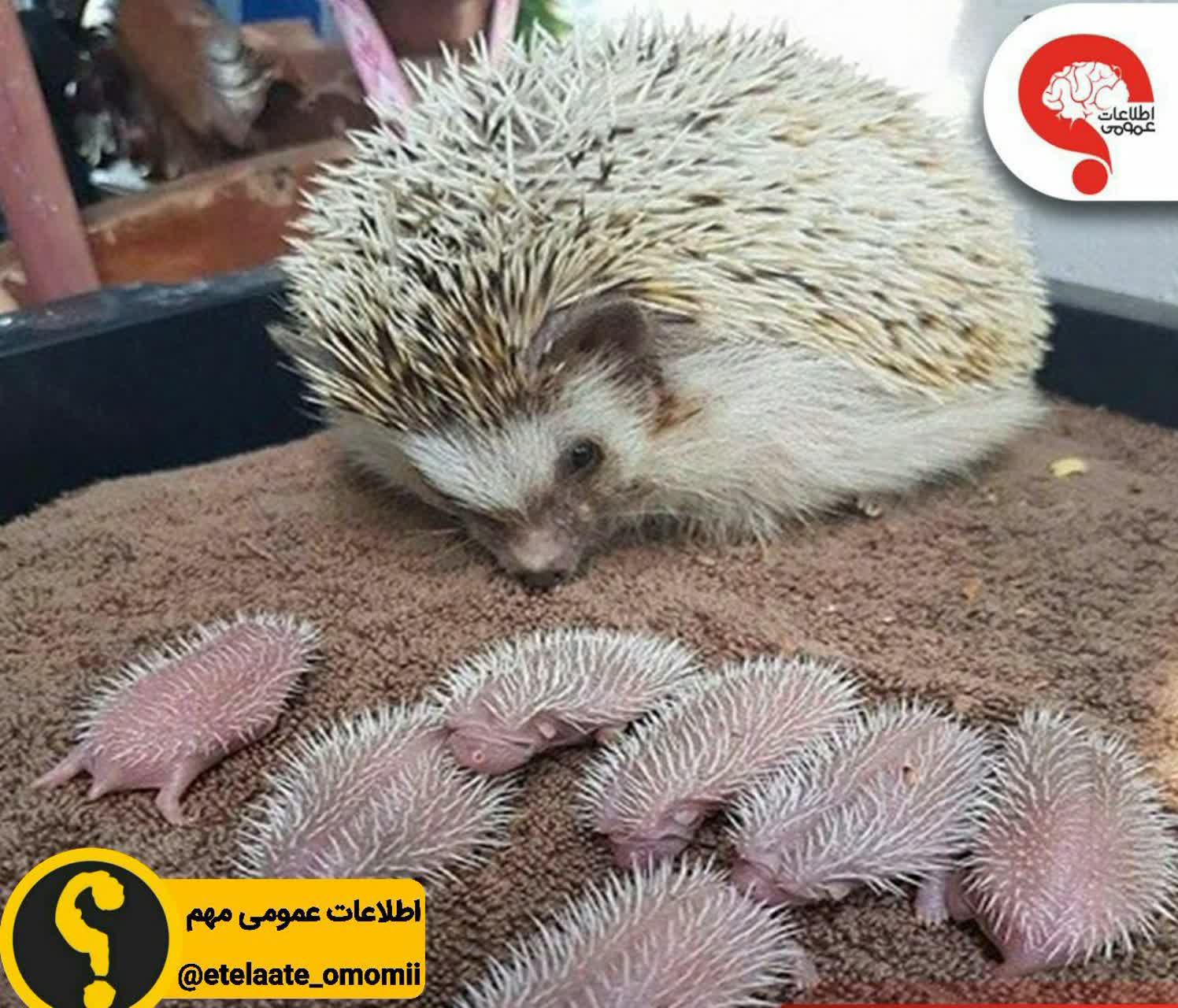 بی رحم ترین مادر دنیا