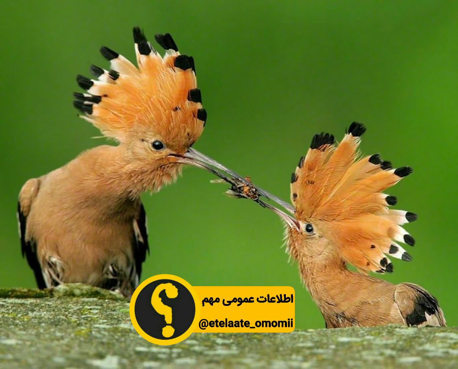هدهد نر