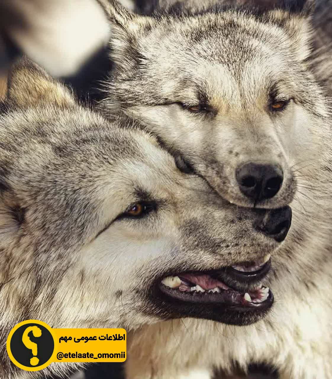 کینه ای نباشید