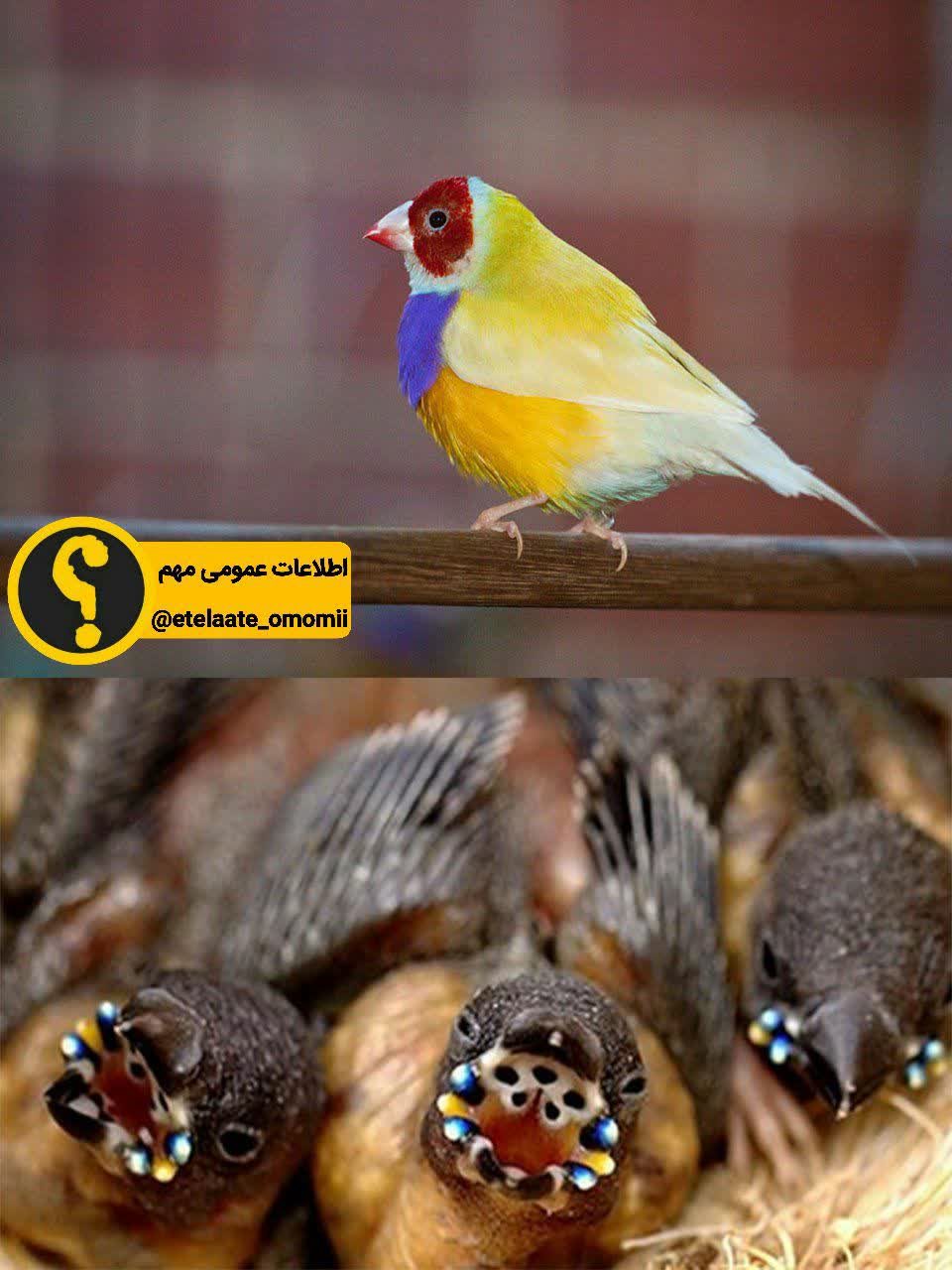 جوجه های عجیب