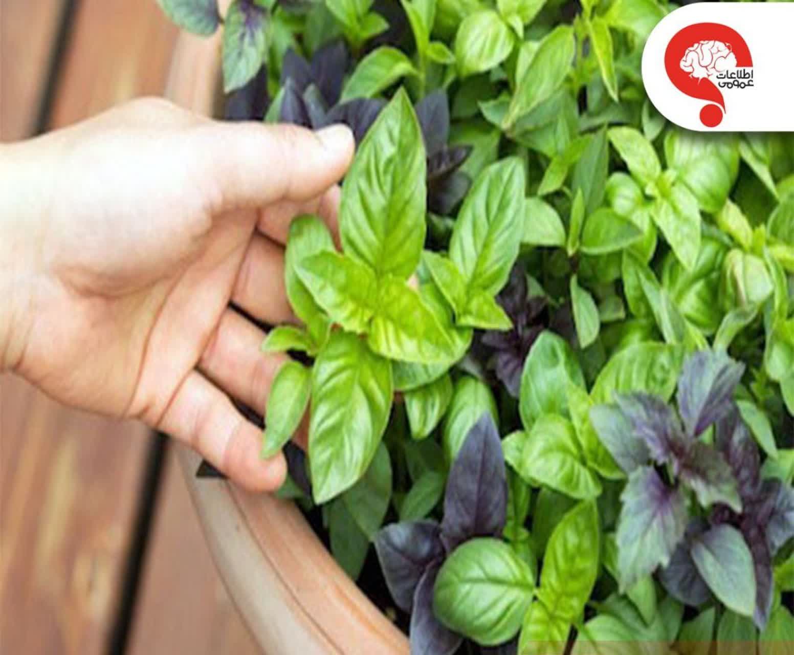 این سبزی ضد آلزایمر را بشناسید