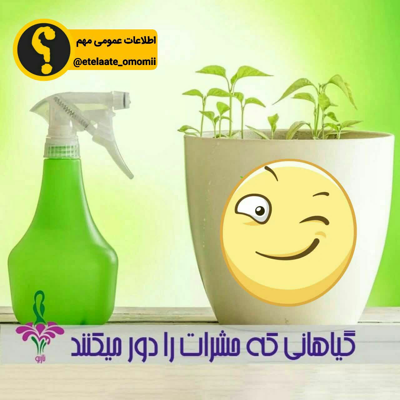 چه گیاهانی حشرات را دور میکنند 