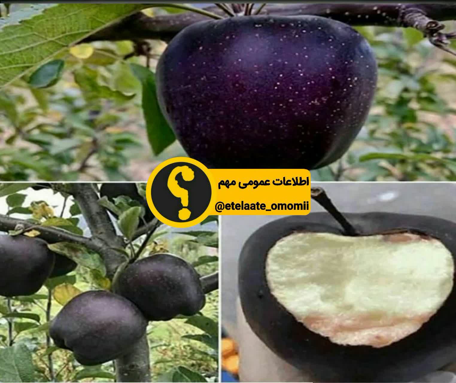 الماس سیاه را دیده اید؟