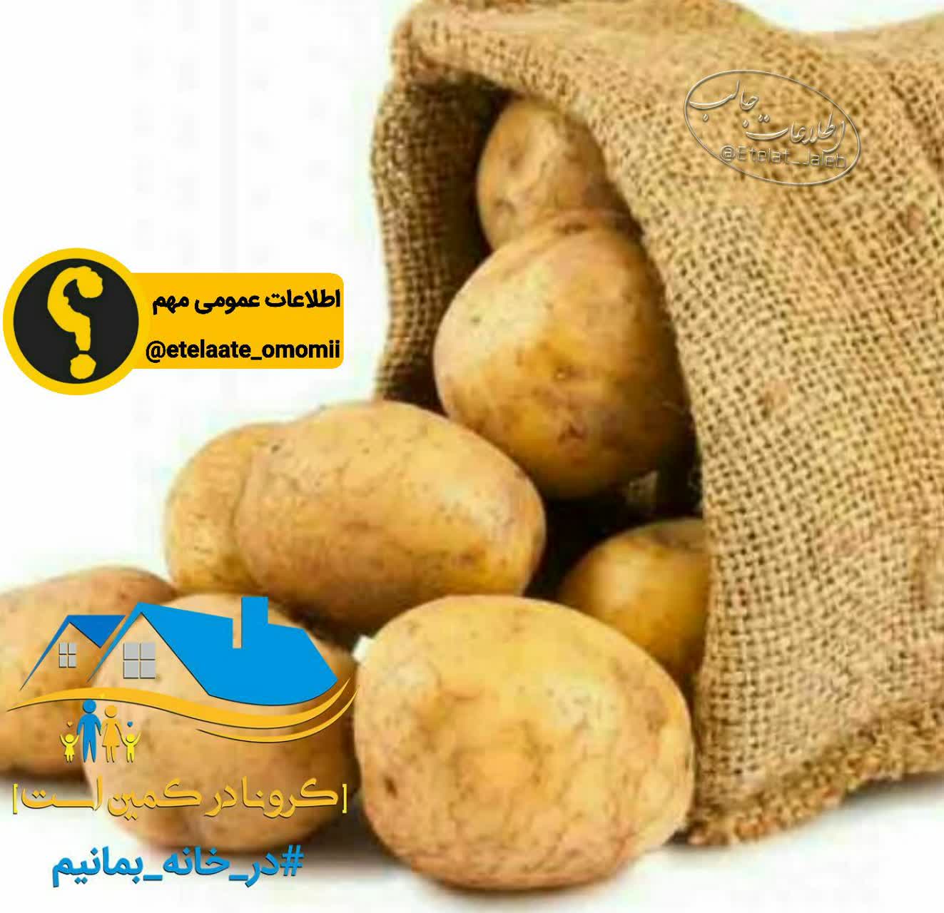 از سیب زمینی چه میدانید