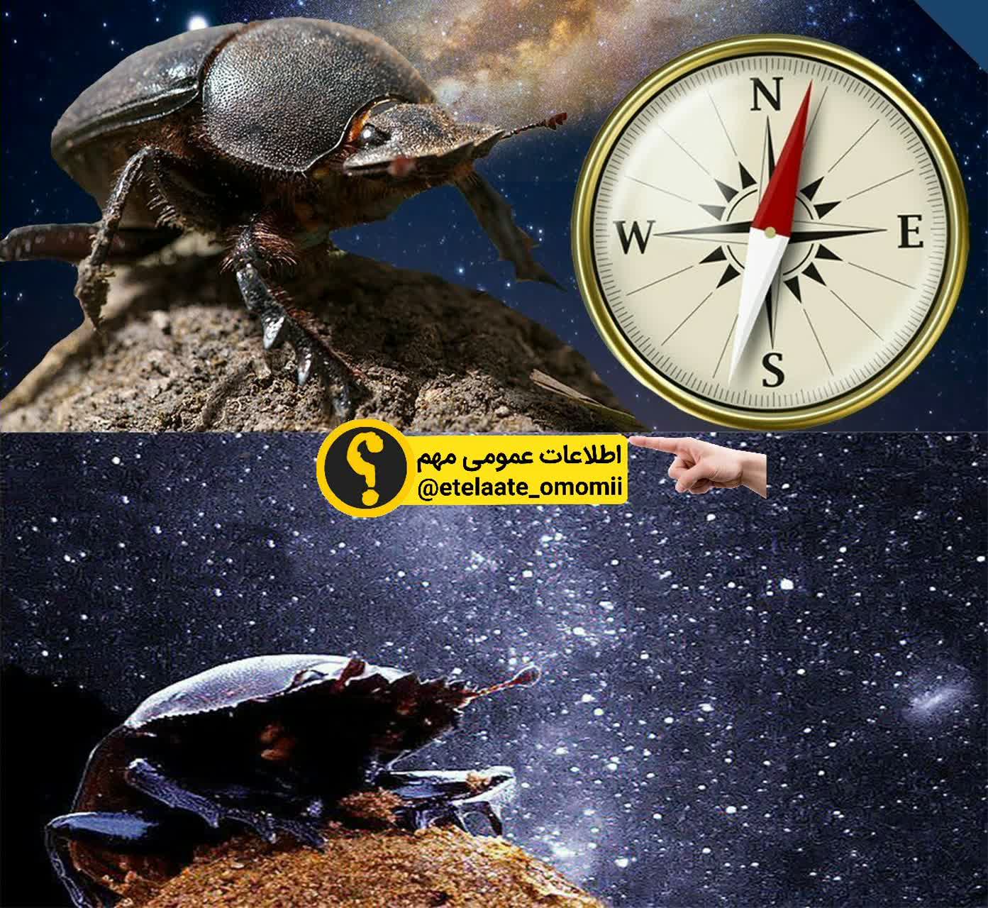 سوسک ها به منجم جانوران معروفند؟!