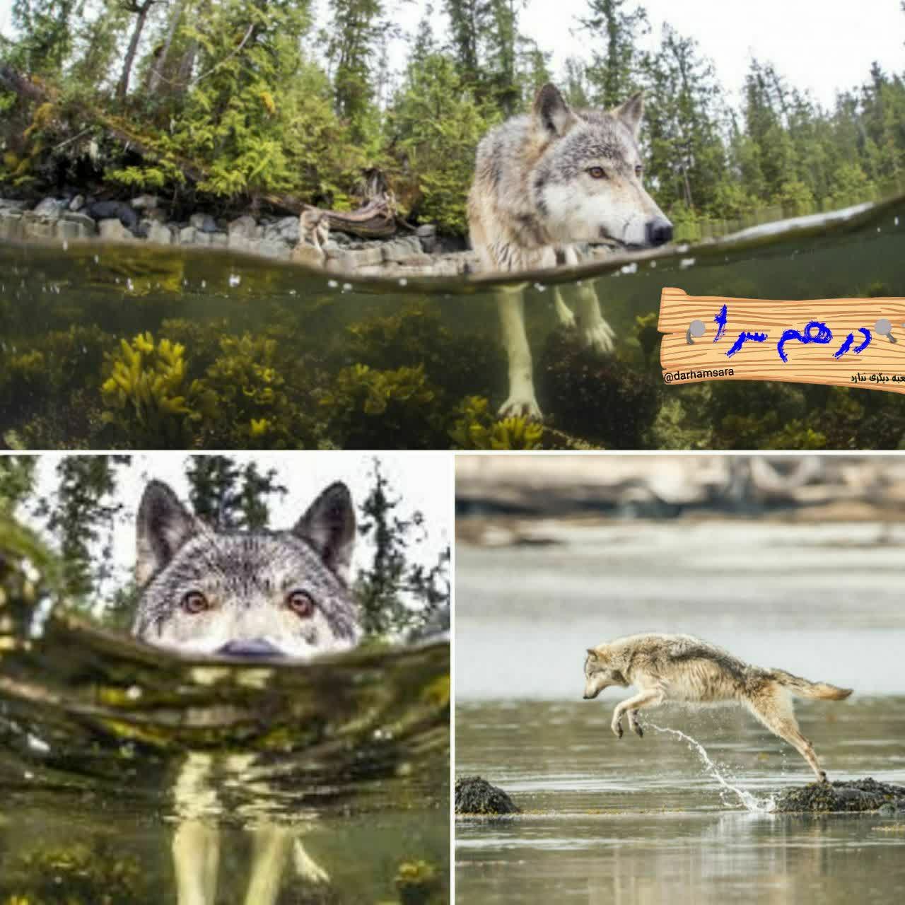 گرگ های دریایی