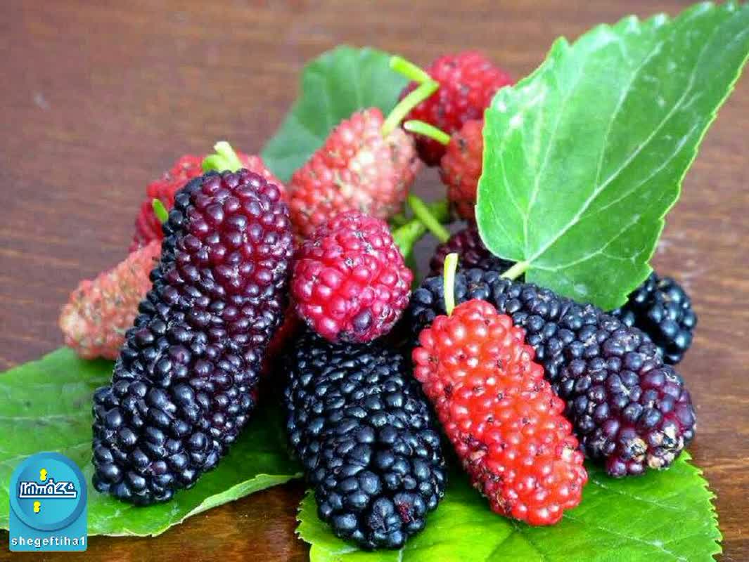 توت ها به عنوان یک عامل تصفیه ی خون