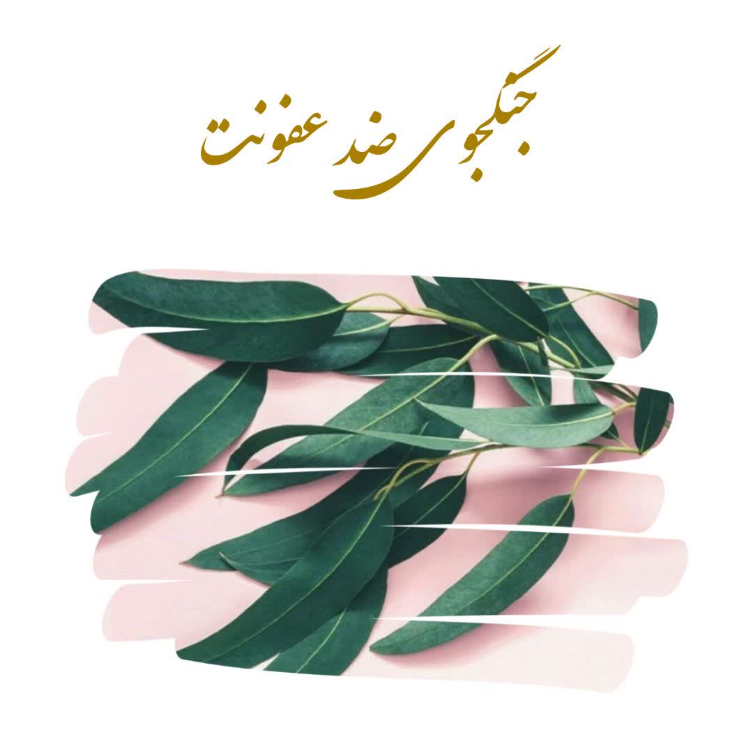 برگ اکالیپتوس
