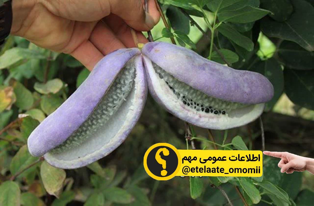 عجیبترین میوه های جهان "آکبی"