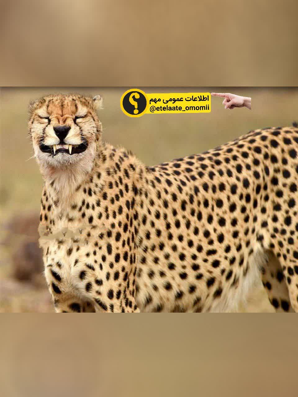پلنگ خندان