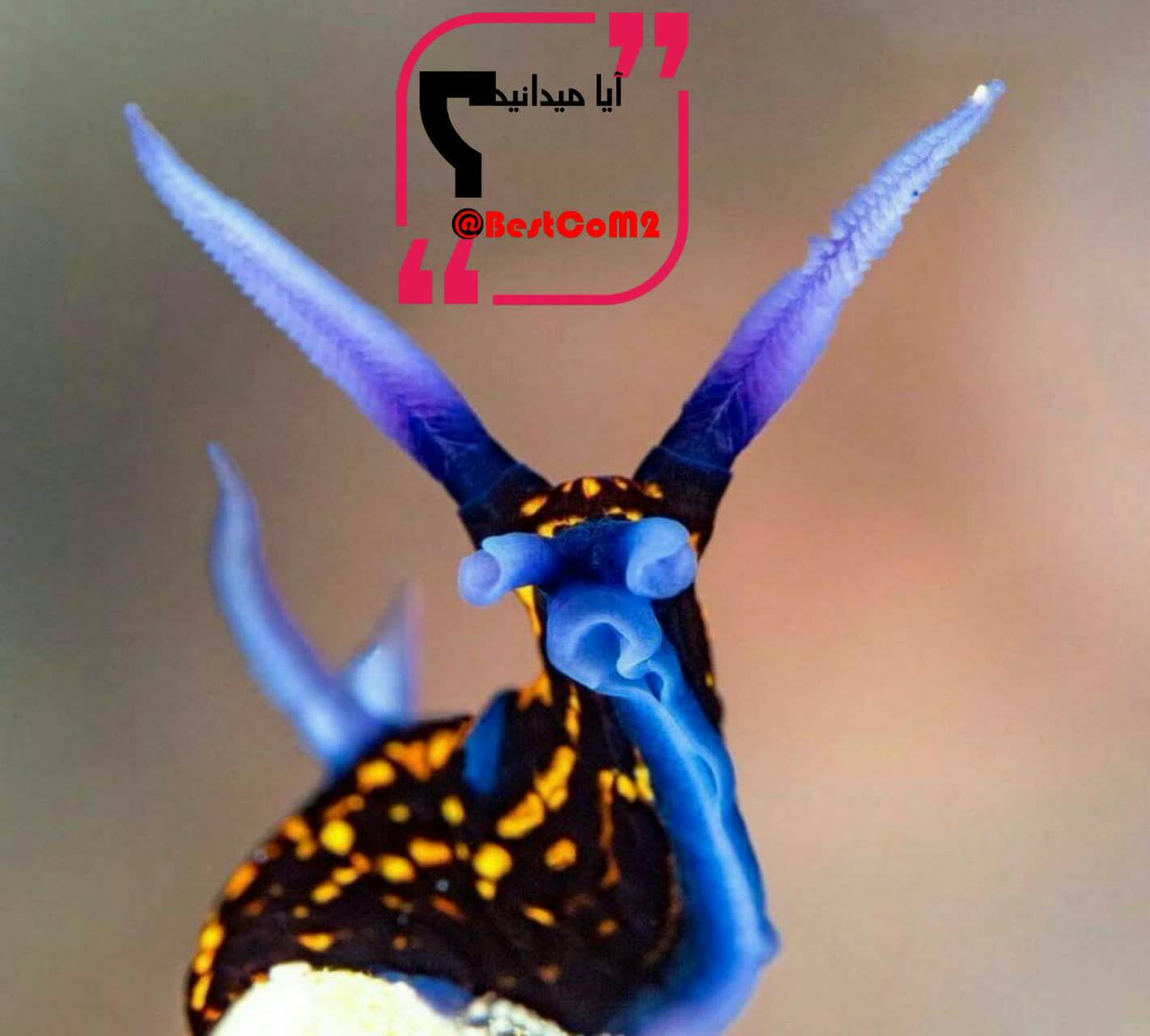 حلزون