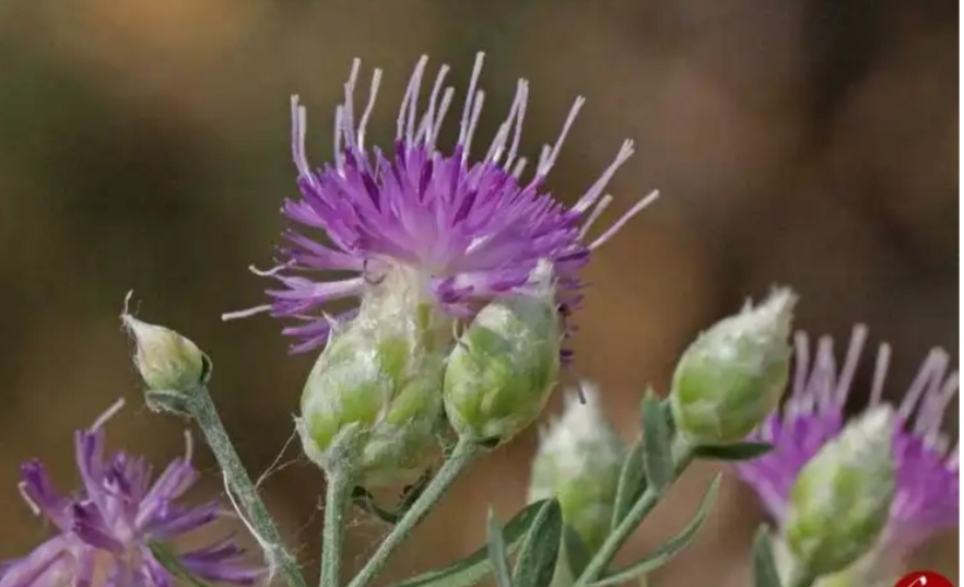 خواص دارویی گیاه تلخه