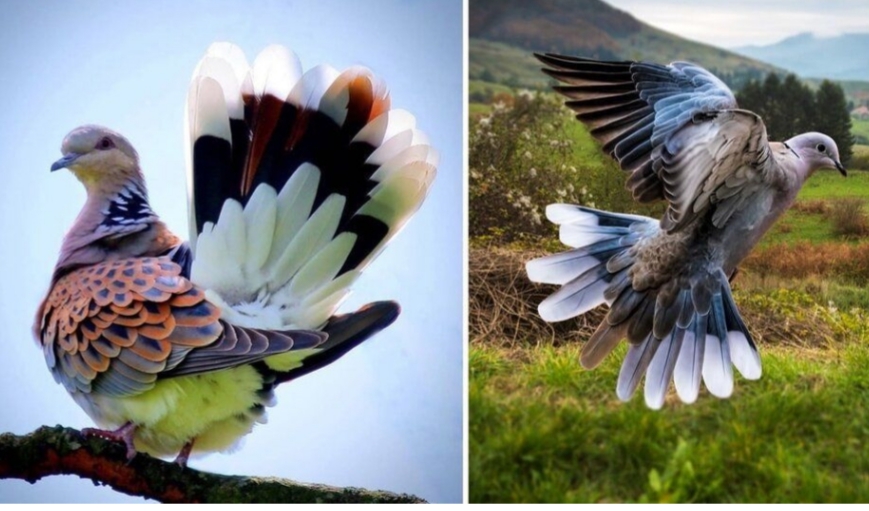 زیباترین کبوتر جهان