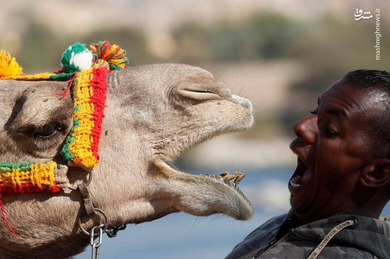 شیر شتر