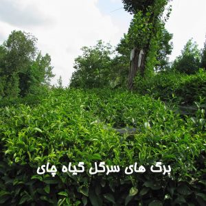 معرفی چای ایرانی سرگل