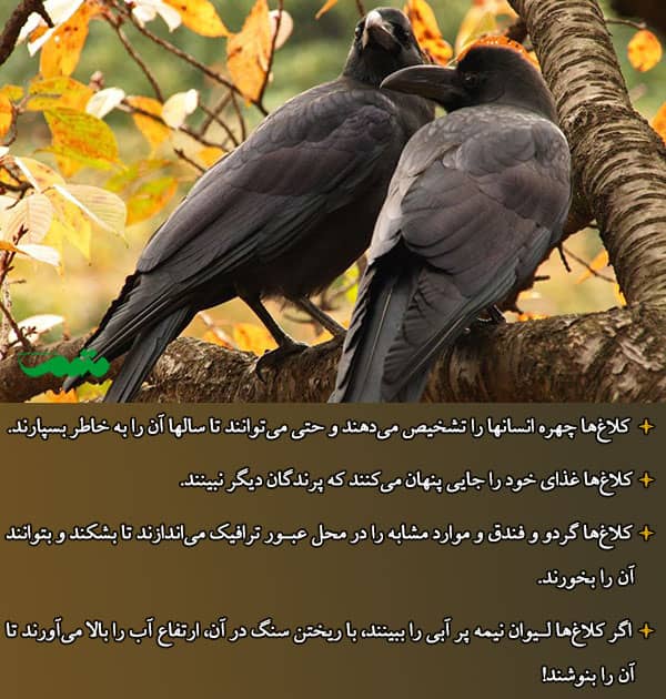 باهوش ترین حیوانات دنیا