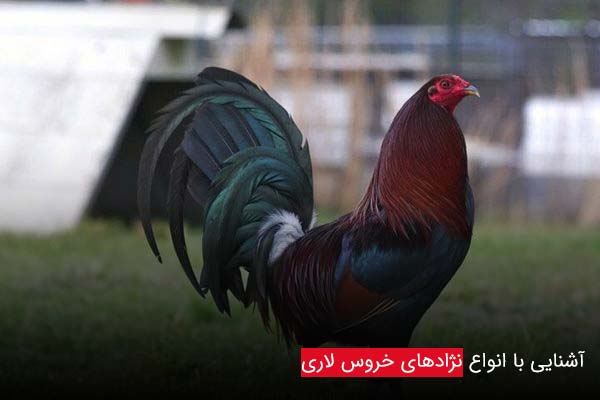 نحوه تشخیص خروس لاری اصیل