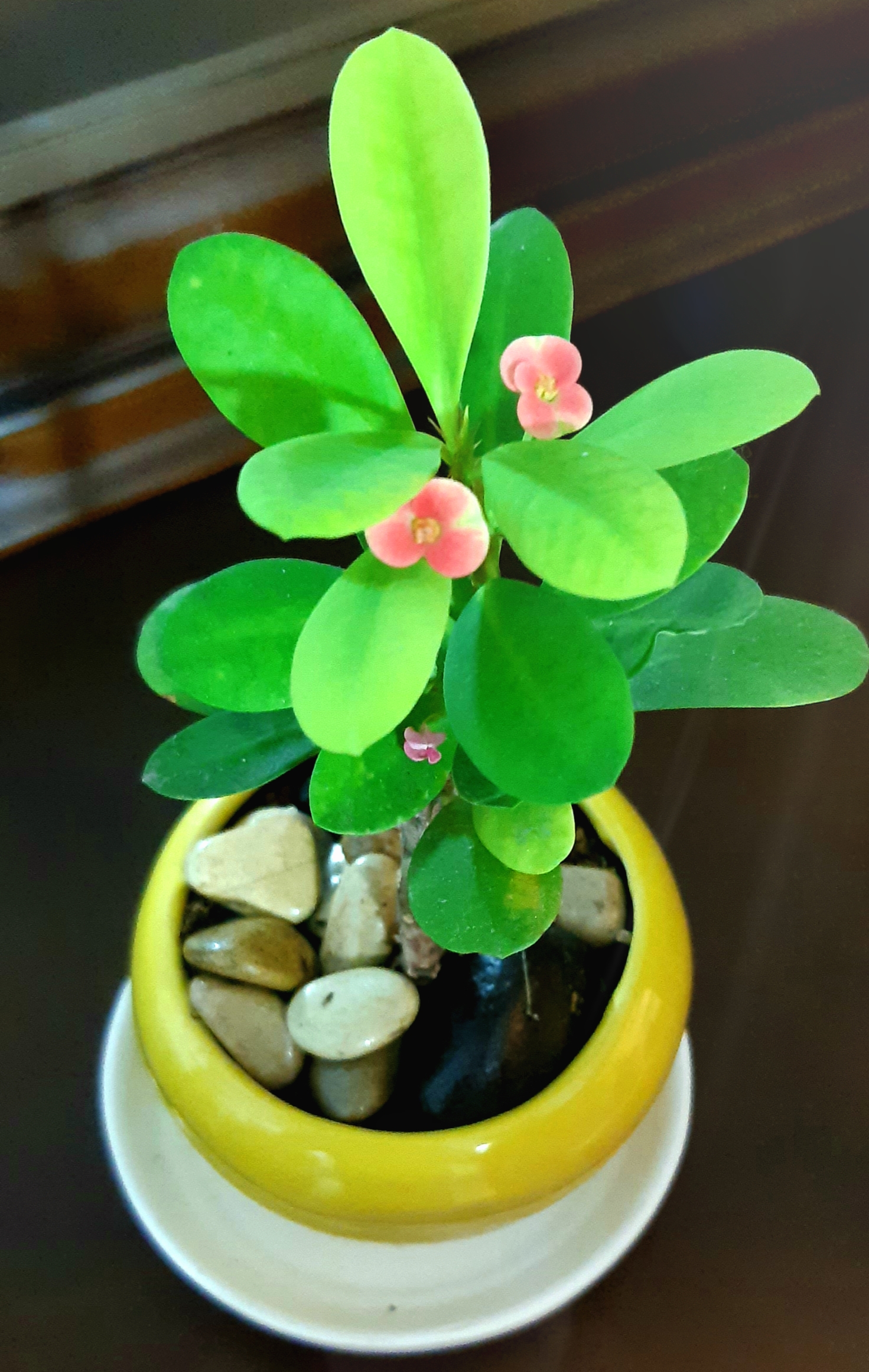 گل مرجان مینیاتوری