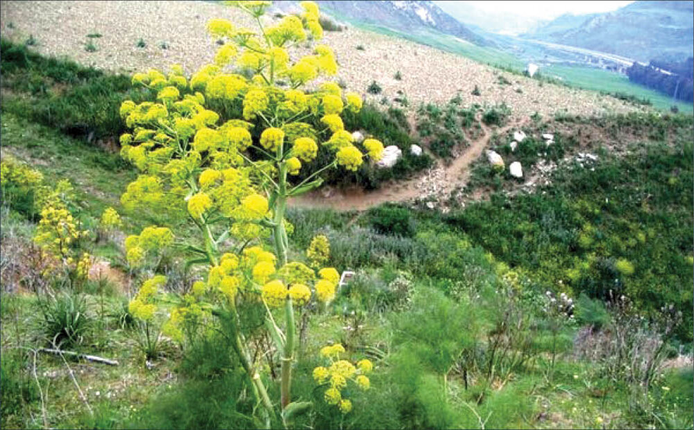 غفلت از بازار هزار میلیاردی آنغوزه 
