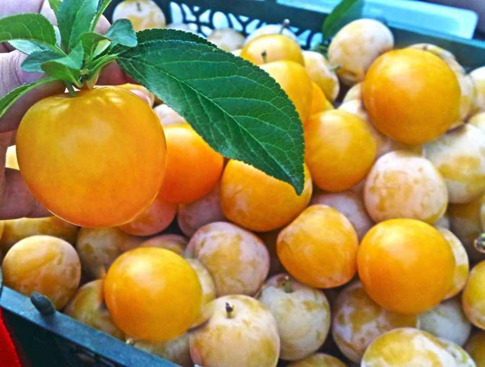 خواص کم نظیر آلو زرد