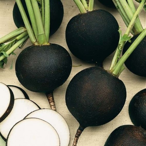 همه چیز درباره ترب سیاه