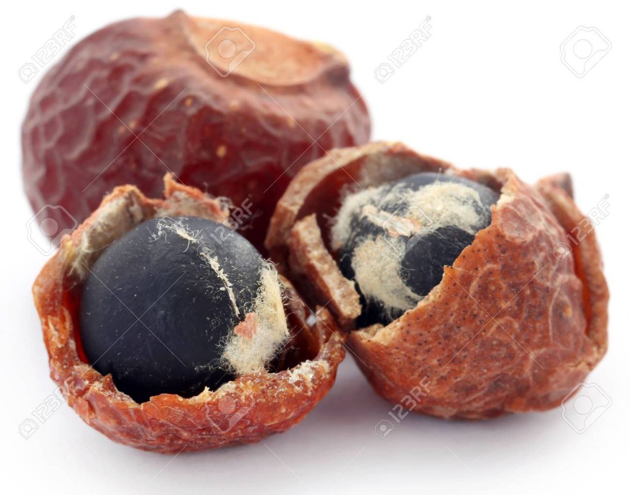 درخت صابون 